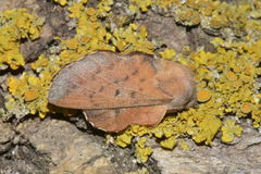 Phyllodesma tremulifolia