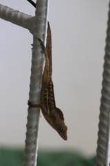 Anolis lineatopus