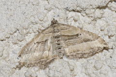 Costaconvexa polygrammata
