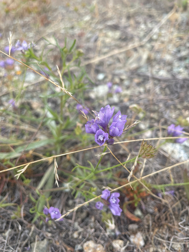 Gilia achilleifolia
