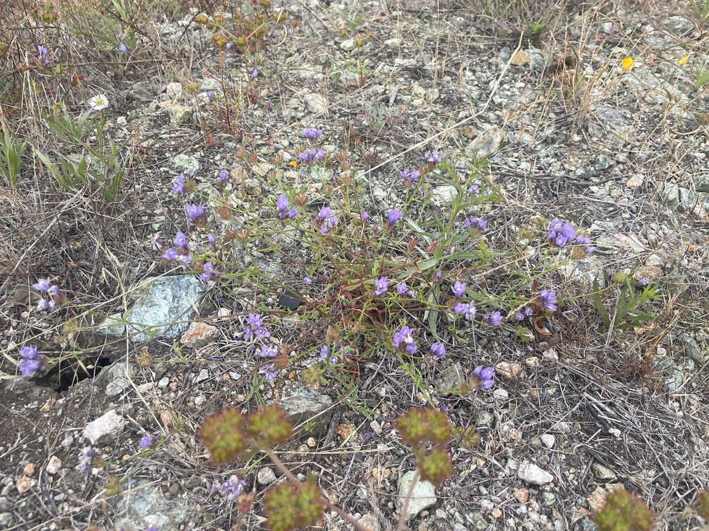 Gilia achilleifolia; photograph author not stated, no rights reserved