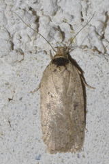 Agonopterix subpropinquella