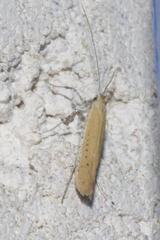 Aspilapteryx tringipennella