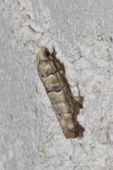 Blastesthia tessulatana