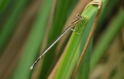 Blue Featherleg