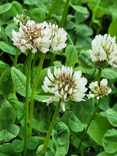 white clover