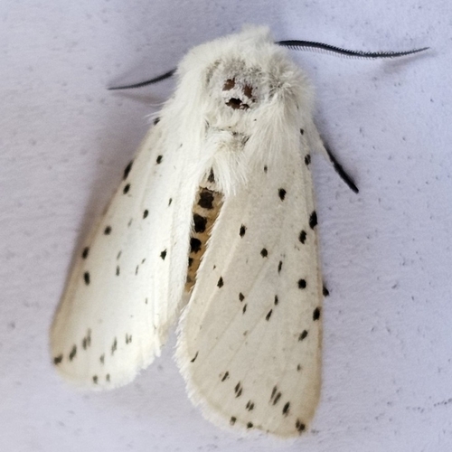 White Ermine
