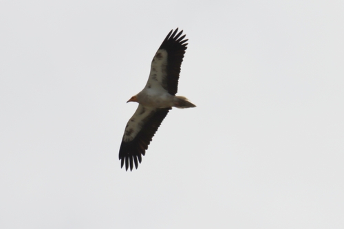 Egyptian Vulture