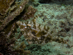 Acreichthys tomentosus