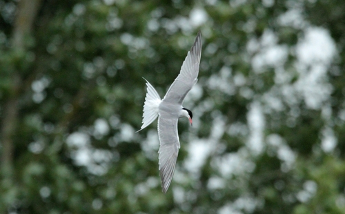 Common Tern