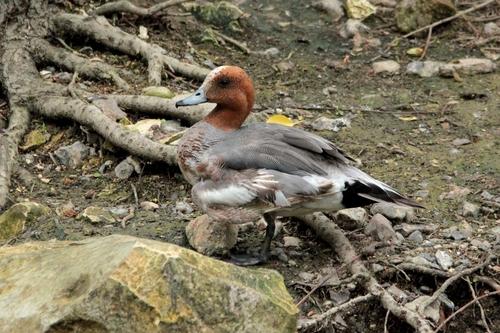 Eurasian Wigeon