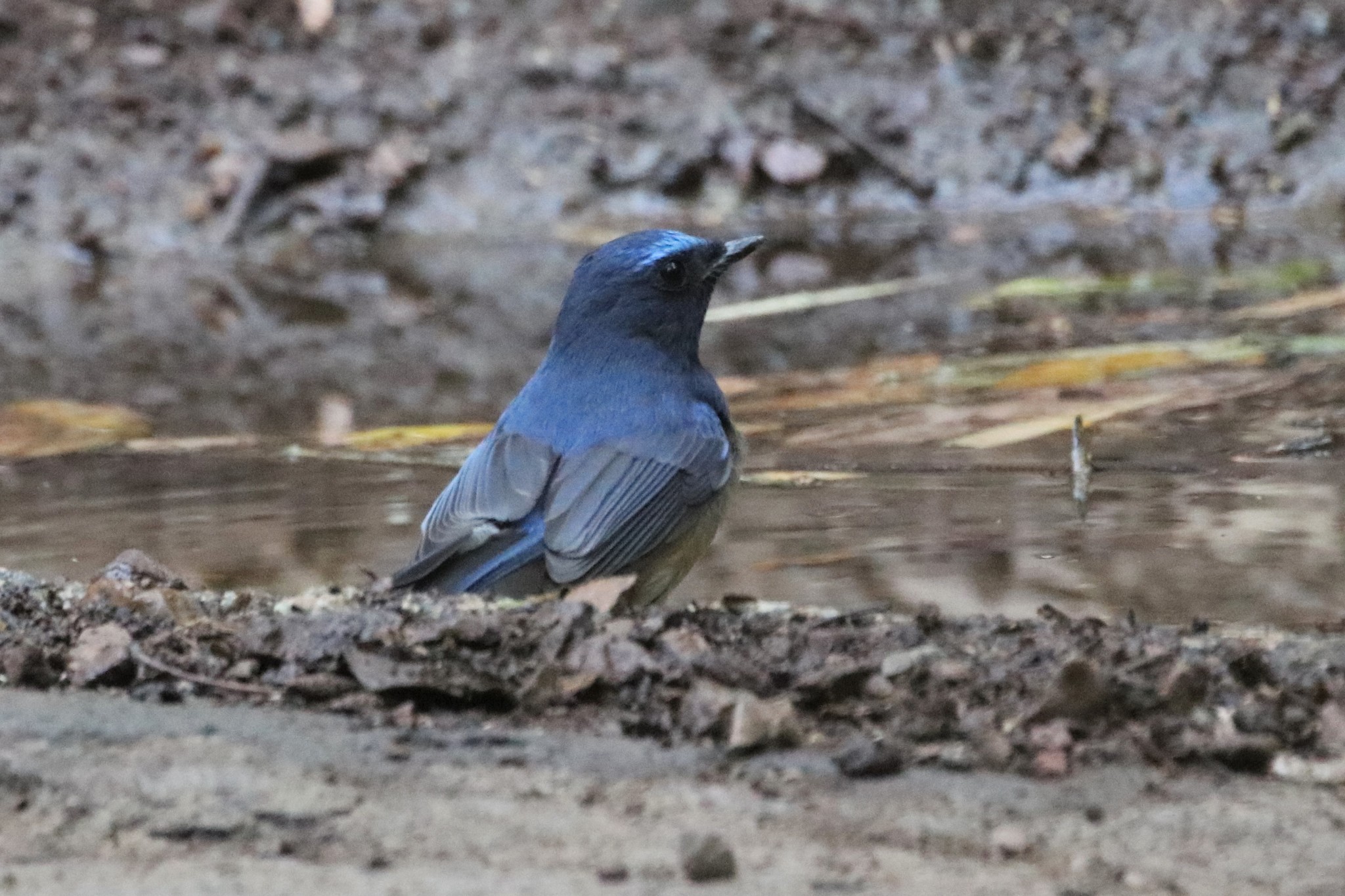 Hainan Blue Flycatcher