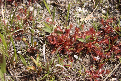 spoonleaf sundew