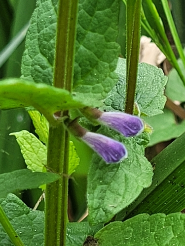Marsh Skullcap