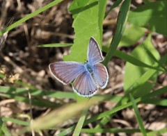 Echinargus isola