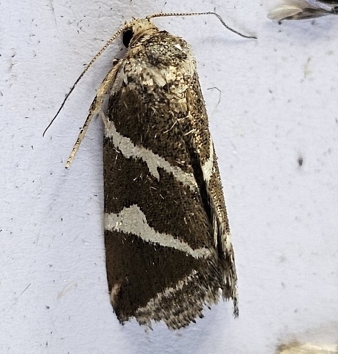 Silver barred