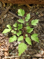 Actaea pachypoda