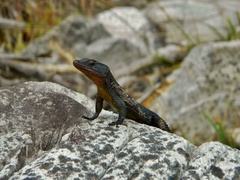 Ninurta coeruleopunctatus