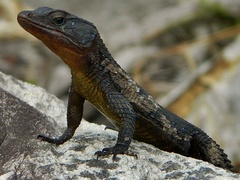 Ninurta coeruleopunctatus