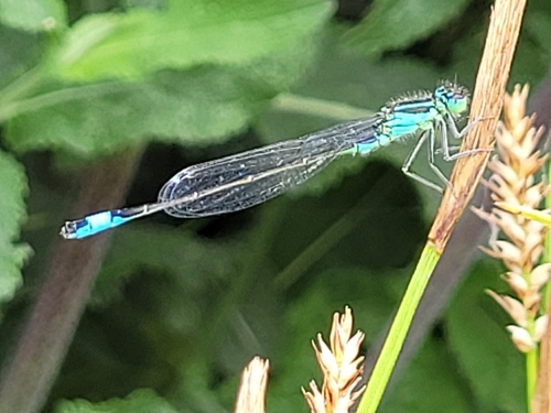Blue-tailed Damselfly