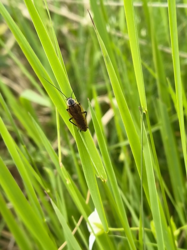 Forest Cockroach