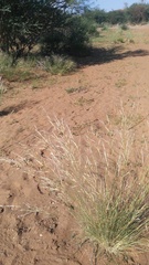 Stipagrostis ciliata capensis