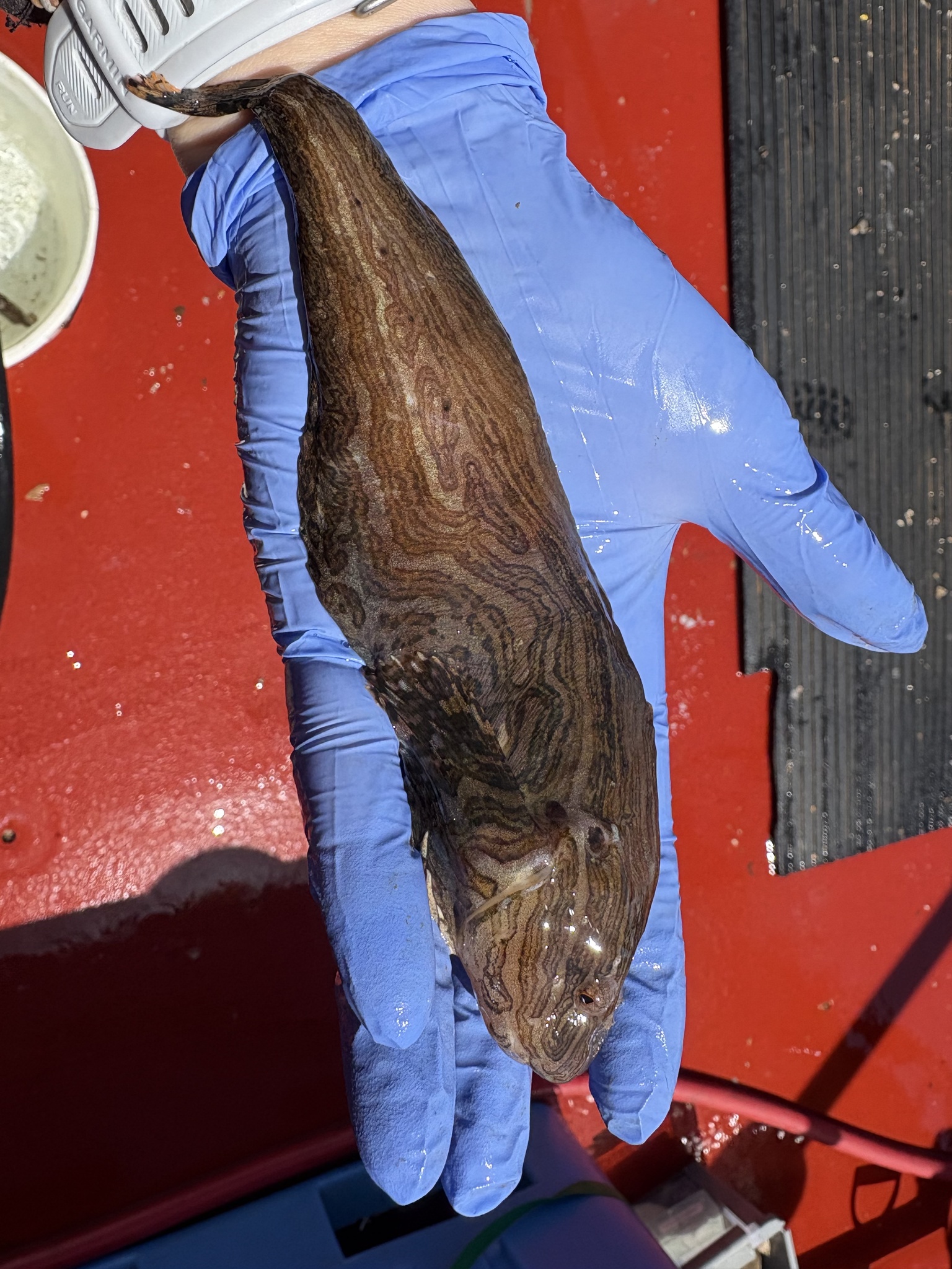 Nebulous Snailfish photo 7