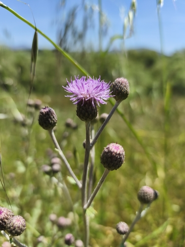 creeping thistle