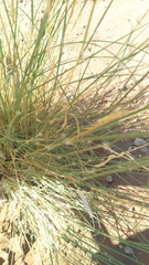 Stipagrostis ciliata capensis