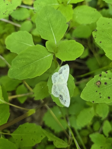 Large Lace-border Moth