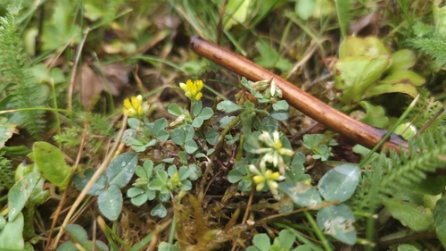 Lesser hop trefoil
