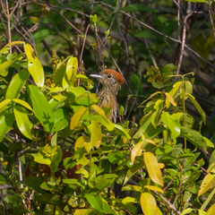 Sakesphorus canadensis