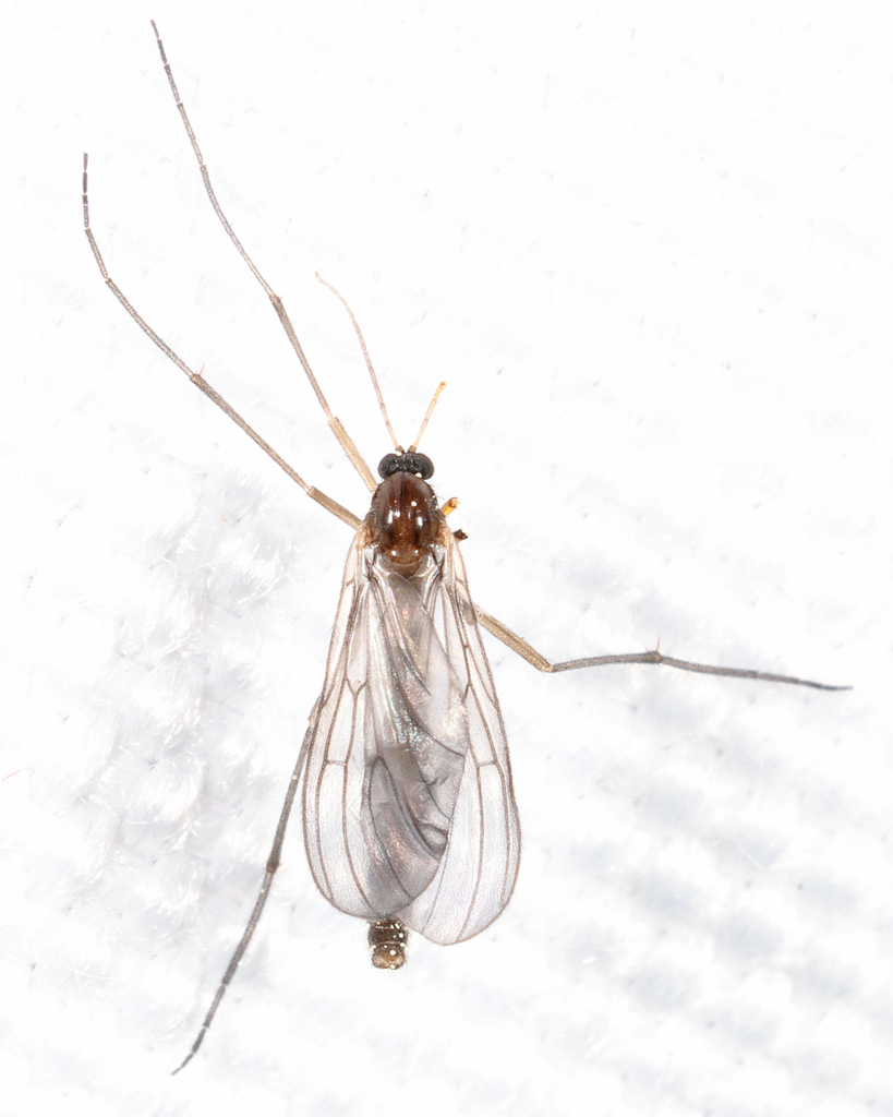 Paratinia recurva