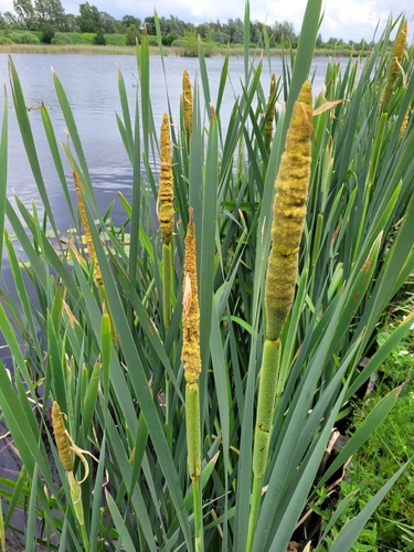 broadleaf cattail