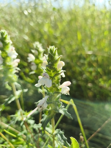 Mediterranean lineseed