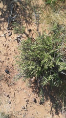 Aizoon schellenbergii