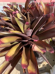 Neoregelia