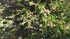 Aizoon schellenbergii