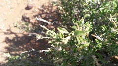 Aizoon schellenbergii