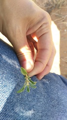 Aizoon schellenbergii