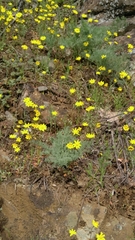 Crocidium multicaule