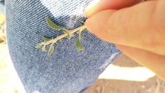 Aizoon schellenbergii