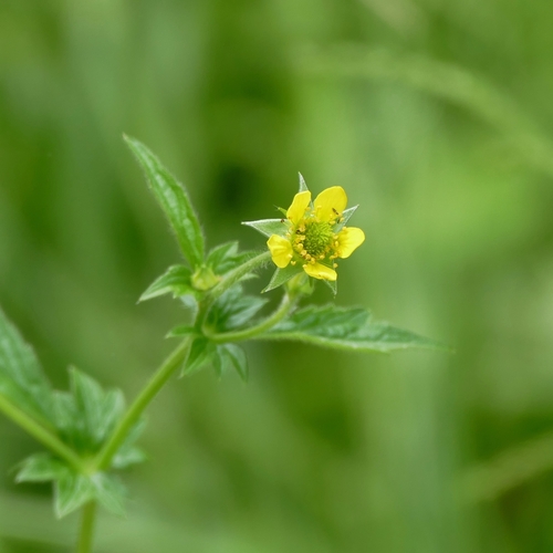 Wood Avens