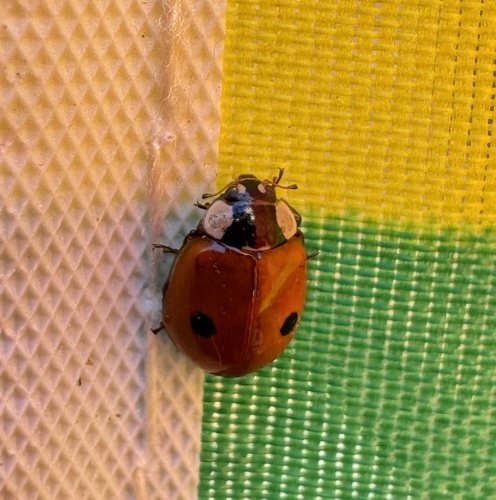 Two-spotted Lady Beetle