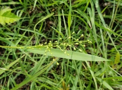 Dichanthelium scribnerianum
