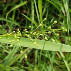 Dichanthelium scribnerianum