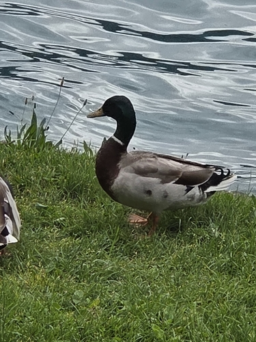 Mallard