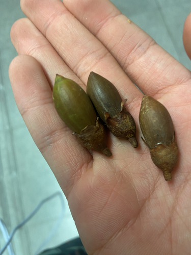 Neobalanocarpus heimii observed 2026-06-03
