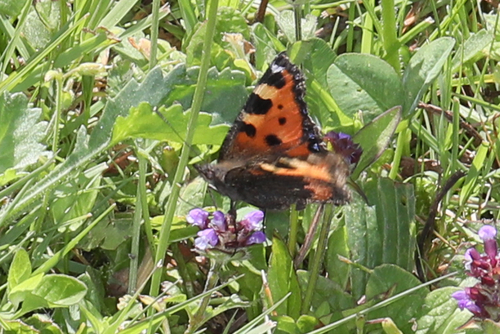 Small Tortoiseshell