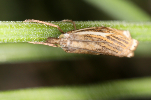Hook-streaked Grass-veneer
